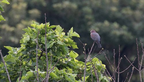 Red-billed Pigeon